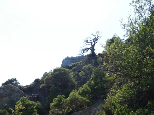 Świerki Sosny Stromym Wybrzeżu Skały Góry — Zdjęcie stockowe