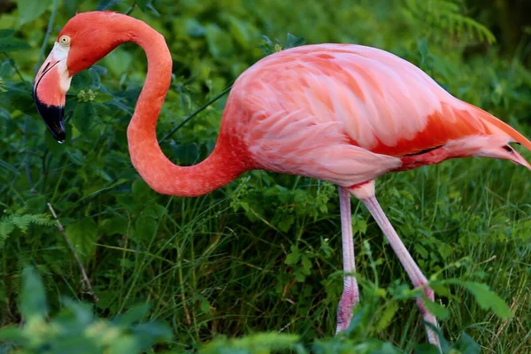 Hayvanat bahçesinde ya da parkta pembe güzel flamingo
