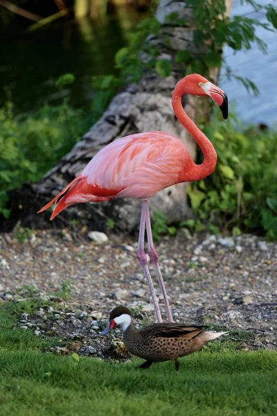 Hayvanat bahçesinde ya da parkta pembe güzel flamingo