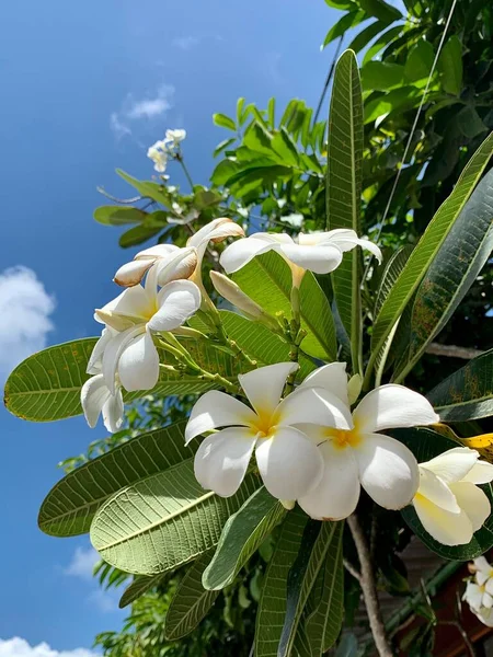 Bloemen Aziatische Withe Kleur Thailand — Stockfoto