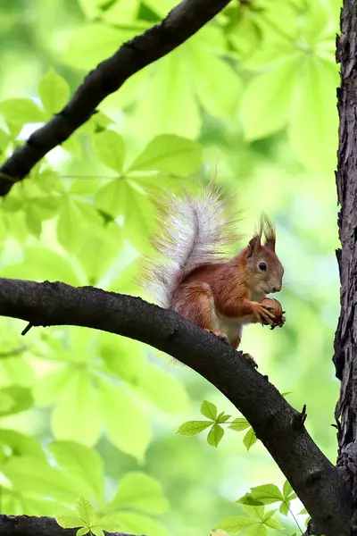 Red Squirrel Fluffy Tail Forest Park Tree Branch — Stock Photo, Image