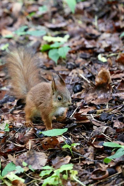 Red Squirrel Fluffy Tail Forest Park — Stock Photo, Image