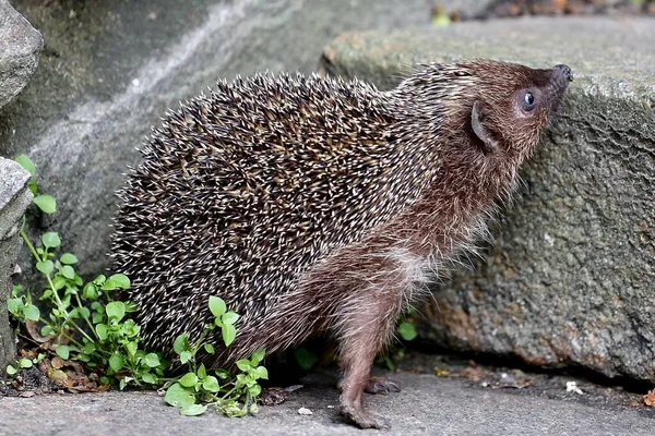 Hedgehog Stone Brick Background Nature Texture — Stockfoto