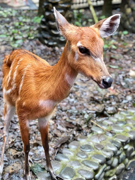 Red Little Deer Zoo — Stockfoto