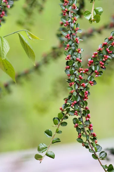 植物绿叶 以花朵为背景作题词 — 图库照片