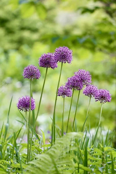 Plant Bladeren Groen Met Bloem Textuur Als Achtergrond Behang — Stockfoto