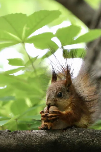 Squirrel Red Color Nut Tree Green Texture Park Background Wallpaper — Stock Photo, Image