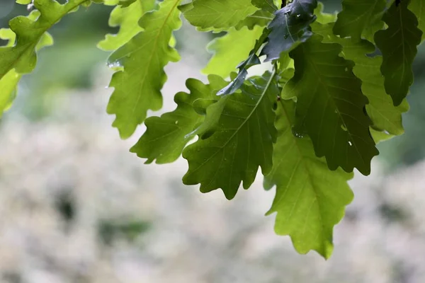 Plant Bladeren Eiken Groene Textuur Als Achtergrond Behang — Stockfoto