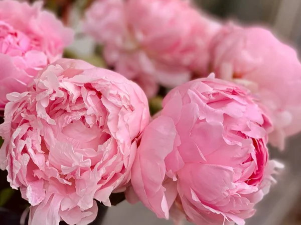 Pink flowers peonies in bouquet as background