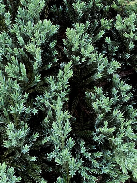 Grüne Kiefer Blätter Hintergrund Auf Dem Park Oder Garten — Stockfoto