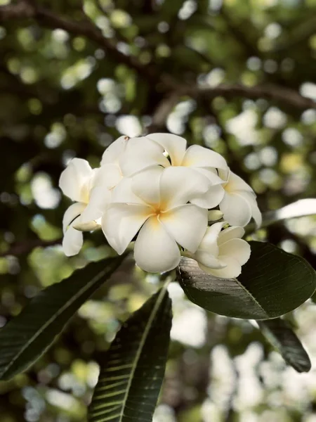 Τροπικά Λουλούδια Plumerias Λευκό Κίτρινο Στο Δέντρο — Φωτογραφία Αρχείου