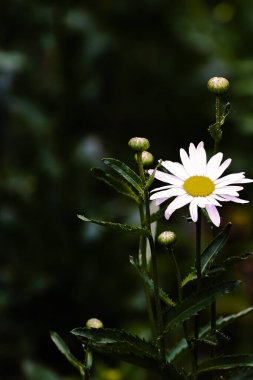 Güzel çiçekler papatya çayı ve bahçesinde renkli yapraklar olan çalılar.