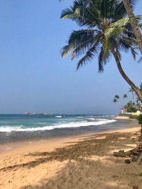 Palmiye ağaçları ve deniz dalgaları olan tropik bir sahil.