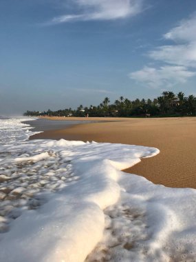 Palmiye ağaçları ve deniz dalgaları olan tropik bir sahil.