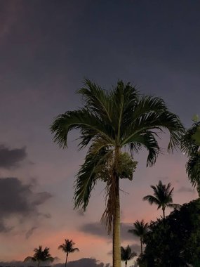 Plajda gün batımı, tropik bir ülkede kızıl gökyüzü...