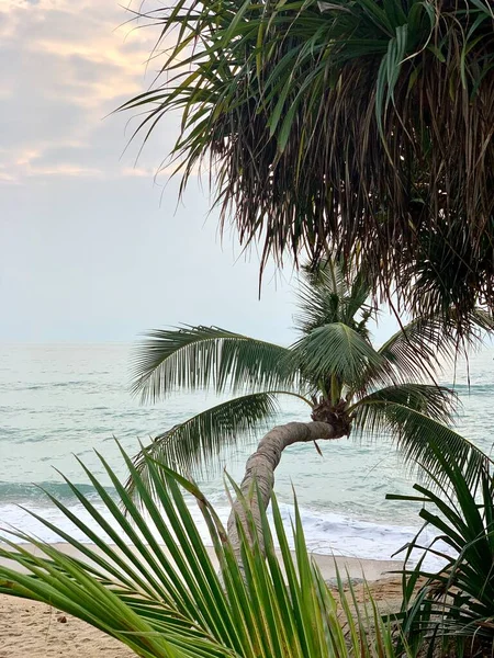 Coconut Palm Trees Ocean Beach — Stock Photo, Image