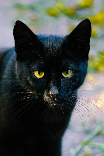 Sarı gözlü kara kedi sana bakıyor.