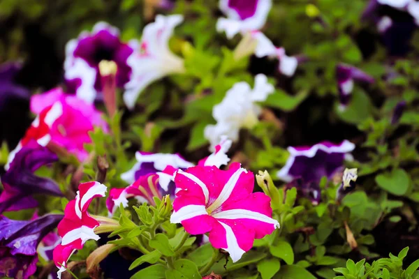 Beautiful Pink White Violet Flowers Peonies Garden Background — Stock Photo, Image