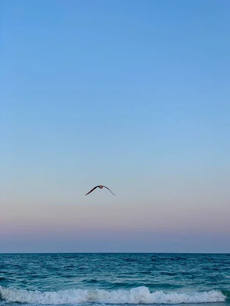 Красивый Закат Голубым Небом Птицей Пляже — стоковое фото