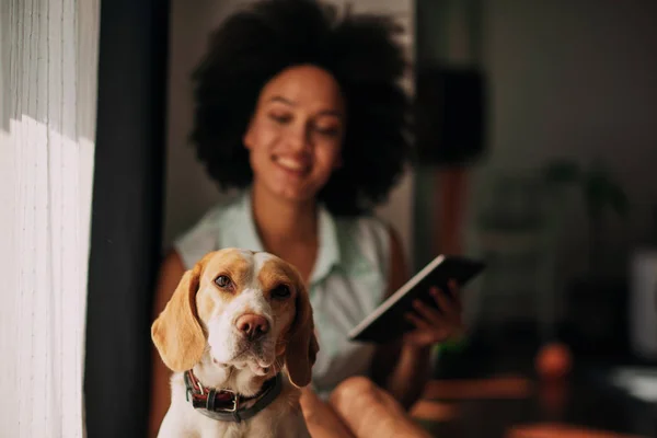 Mixed Race Woman Petting Her Dog Using Tablet While Sitting Stock Picture