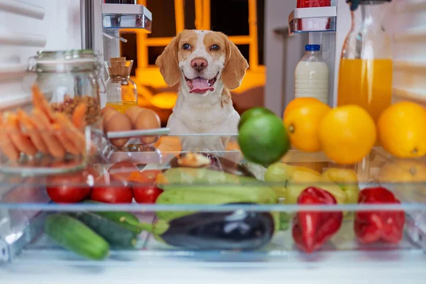 Cane Rubare Cibo Dal Frigorifero — Foto Stock