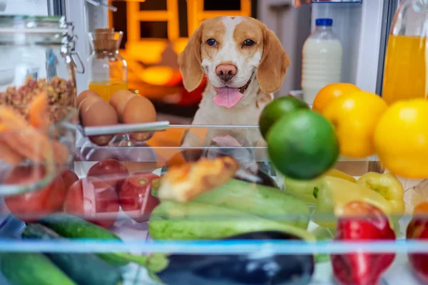 Собака Крадет Еду Холодильника Изображение Взято Холодильника — стоковое фото
