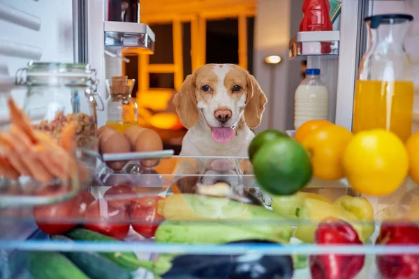 Dog stealing food from fridge. Picture taken from the iside of fridge.