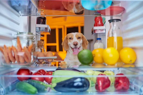 Dog stealing food from fridge. Picture taken from the inside of fridge.