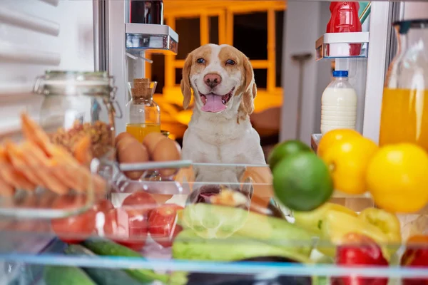Dog stealing food from fridge. Picture taken from the inside of fridge.