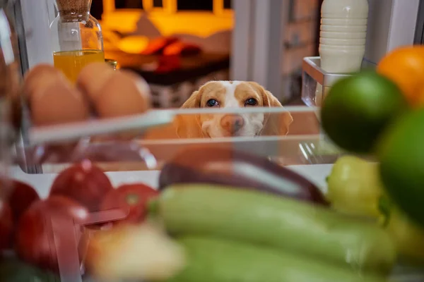 Cane Che Ruba Cibo Dal Frigo Foto Scattata Dall Interno — Foto Stock