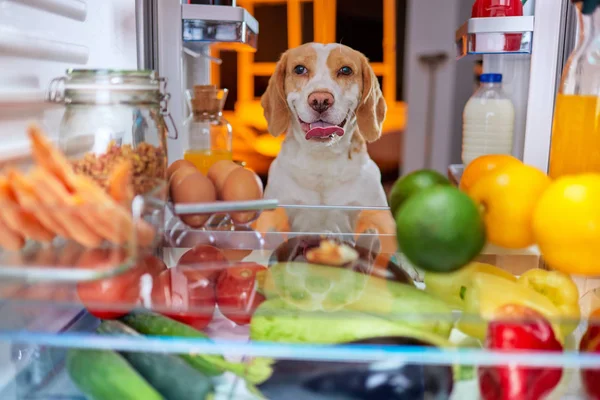 Cane che ruba cibo dal frigo. Foto scattata dal lato del frigorifero . — Foto Stock