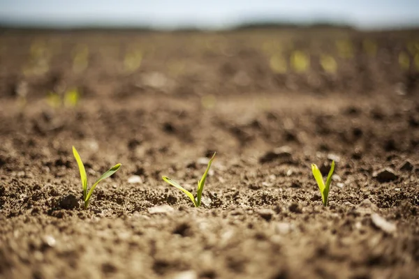 Growth, close up of small plants growing up from soil over defocused nature background