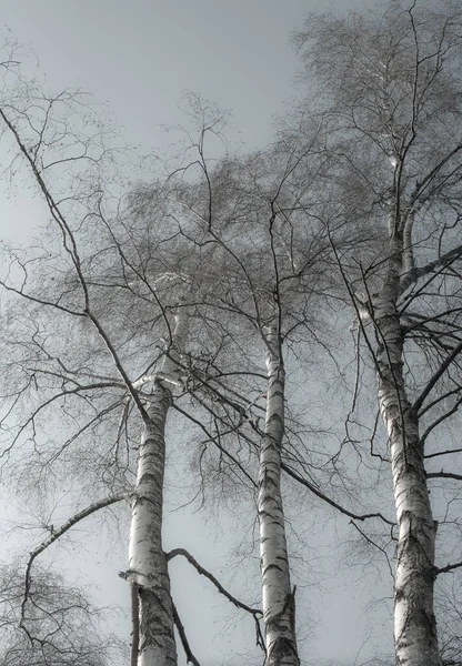 White Leafless Birch Trees Bright Sunshine Autumn Winter Early Spring — 스톡 사진