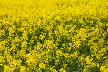 Çiçek açan tecavüz tarlası, güzel sarı bitki çayırı.