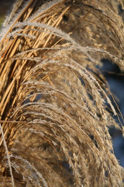 Matgemaakt Gras Koude Winter Herfstdag Droge Plant Gras Tuin Bedekt — Stockfoto