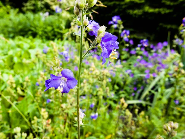 Polemonium caeruleum (Polemoniaceae family) - blue or white colored flower known also as Jacob\'s-ladder or Greek valerian