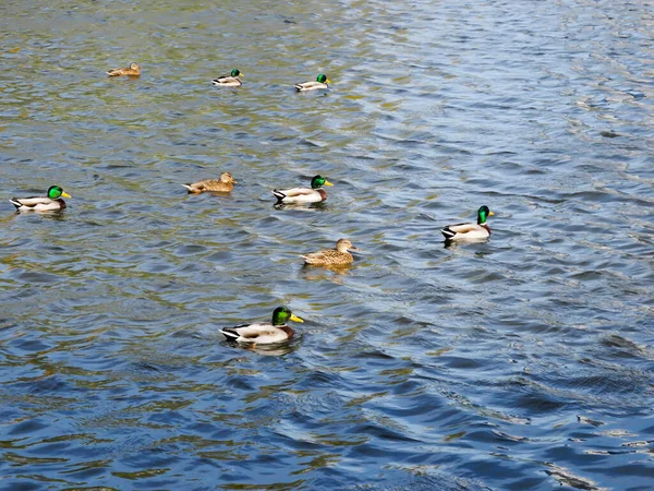 Group of ducks swimming in the pond in one direction on a sunny day.