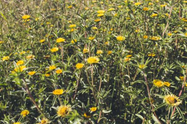 Sarı çiçekli çayır. Çiçek Duvar Kağıdı.
