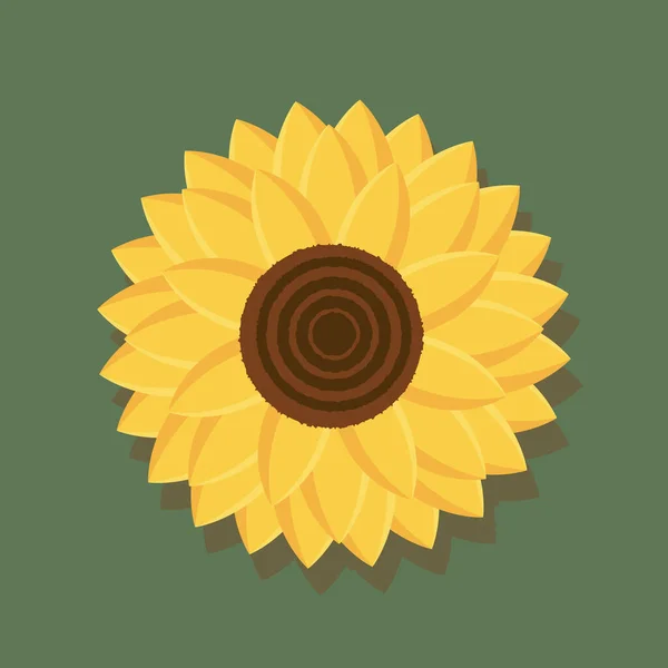 Yellow sunflower vector flower illustration, natural on a light background. Isolated sunflower on green light background