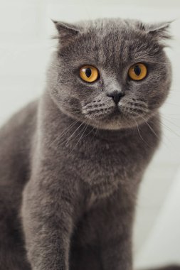 Shorthair kedisi sandalyeye oturur ve yüzünü çevirir..