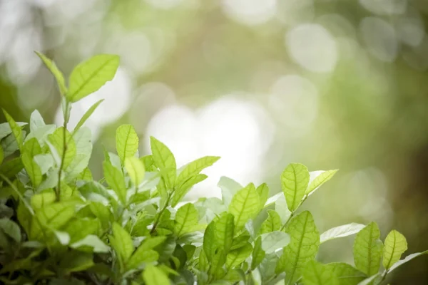 Prachtige Groene Natuurlijke Achtergrond Close Van Verse Groene Bladeren Onder — Stockfoto