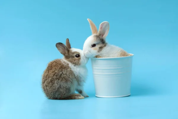 Zwei Entzückende Flauschige Kaninchen Eimer Küssen Sich Süßes Paar Hasen — Stockfoto