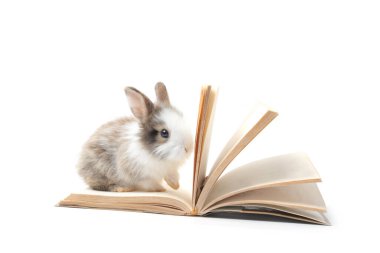 Beyaz arka plan üzerine kitabı olan sevimli pofuduk tavşan. Okuma, öğrenme ve kitap okuma, hayvan eğitimi ve hayvan eğitimi konsepti olan sevimli tavşan.