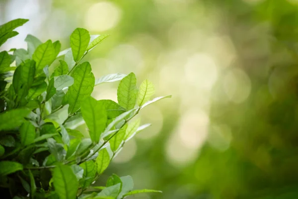 Prachtige Groene Natuurlijke Achtergrond Close Van Verse Groene Bladeren Onder — Stockfoto
