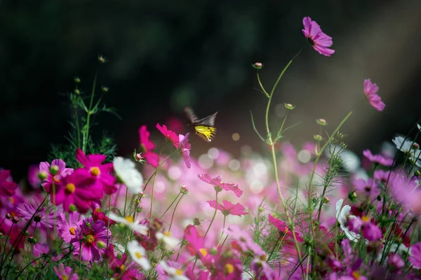 ピンクコスモス咲きコスモス畑 美しい鮮やかな自然夏の庭屋外公園イメージ — ストック写真
