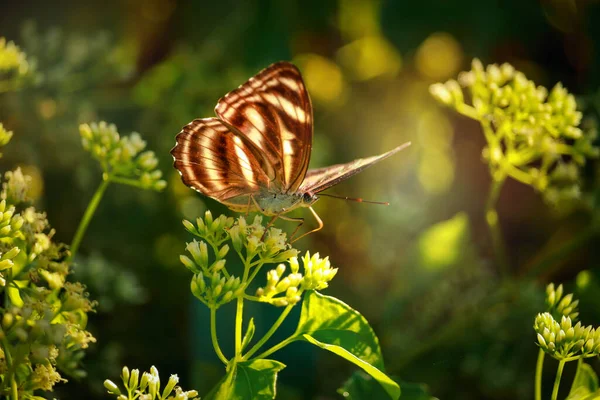 夏野の野花で蝶蝶 — ストック写真