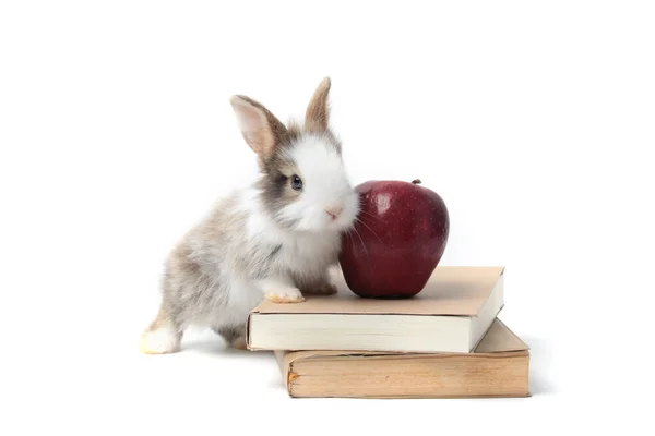 Adorable Lapin Moelleux Avec Pomme Rouge Livre Symbole Connaissance Apprentissage — Photo