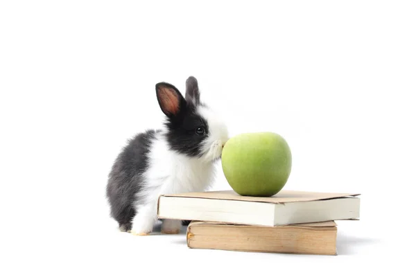 Adorável Coelho Fofo Com Maçã Verde Livro Símbolo Conhecimento Aprendizagem — Fotografia de Stock