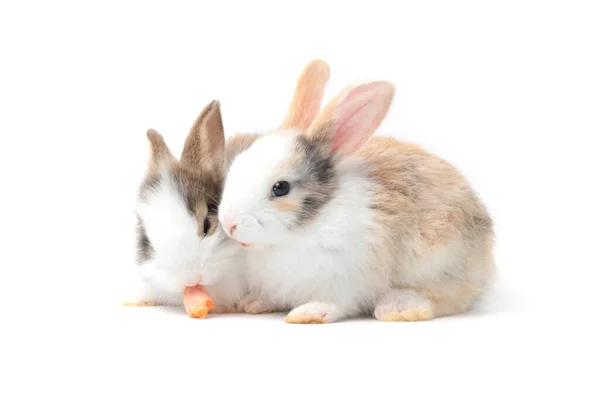 Dos Adorables Conejos Mullidos Comiendo Deliciosa Zanahoria Juntos Sobre Fondo — Foto de Stock