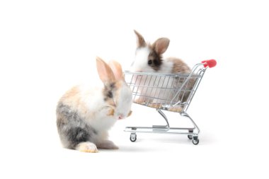 Beyaz arka planda alışveriş arabası olan iki sevimli pofuduk tavşan, satış konseptinde sevimli bir tavşan.
